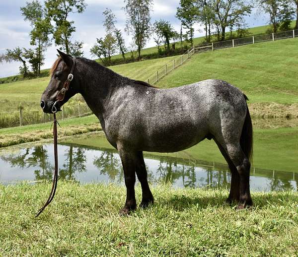 trick-pony