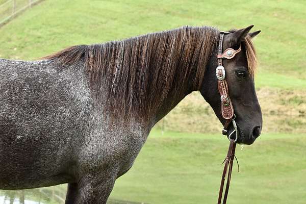 traffic-safe-pony