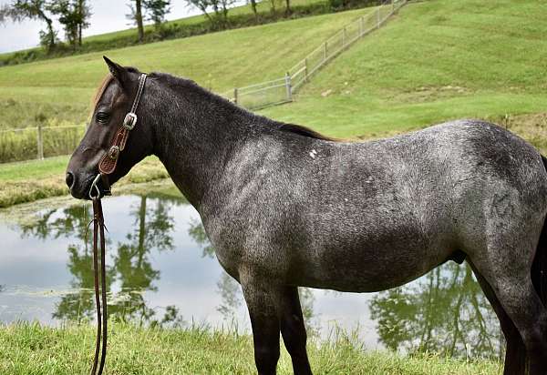 all-around-pony