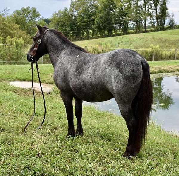 beginner-pony