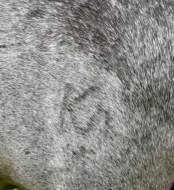 companion-pony
