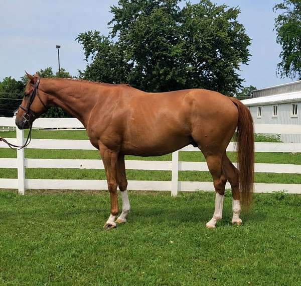 thoroughbred-gelding