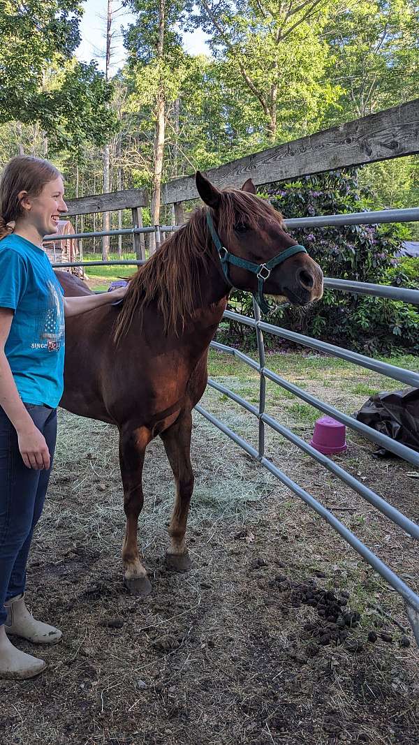 adorable-mustang-pony