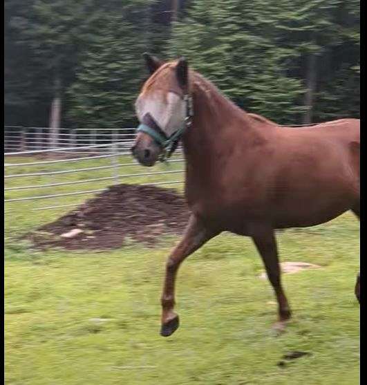 all-mustang-pony