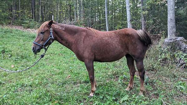 blanket-mustang-pony