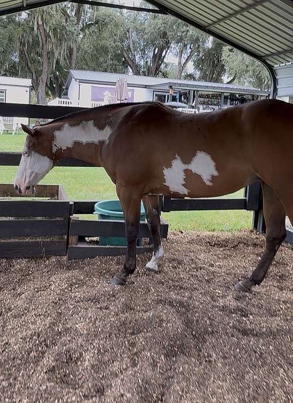 paint-horse-for-sale