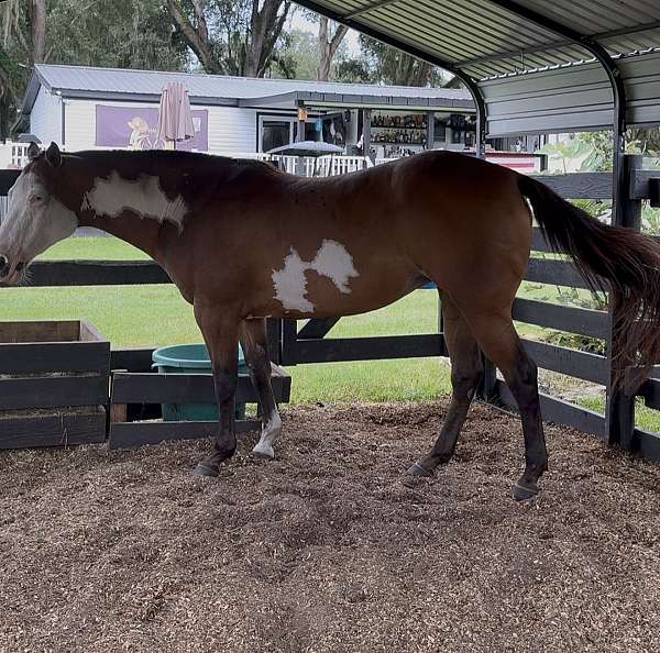 paint-horse