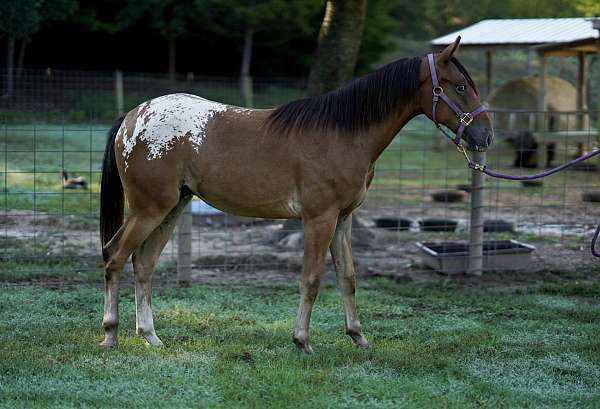 white-blanket-horse