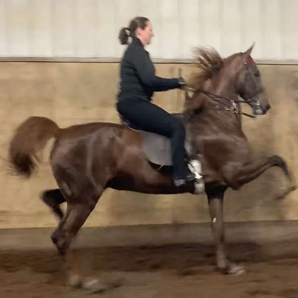 chestnut-breeding-saddle-seat-horse