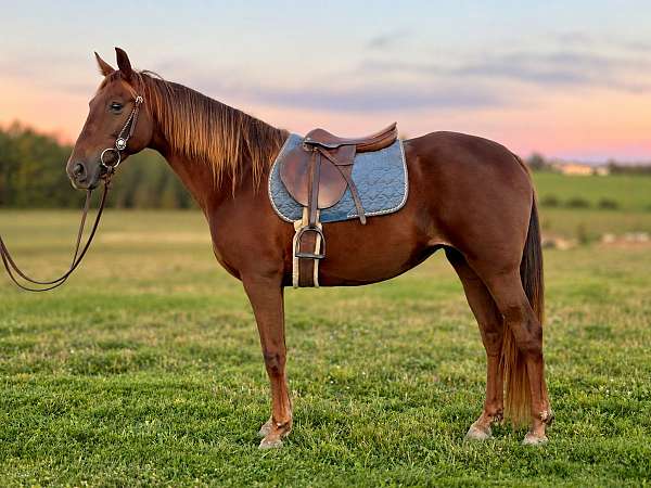 breeds-missouri-fox-trotter-horse