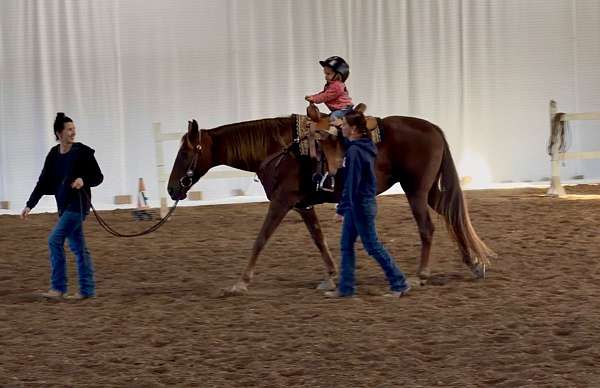 area-missouri-fox-trotter-horse