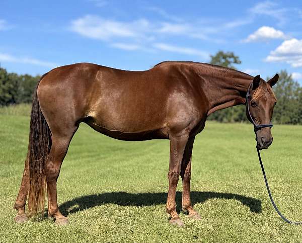 capable-missouri-fox-trotter-horse