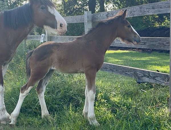 color-producer-irish-draught-horse