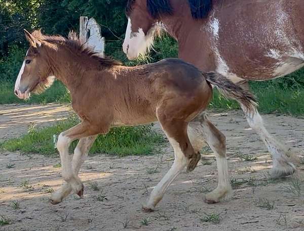 14-hand-irish-draught-horse