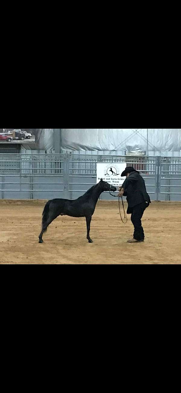 shetland-pony-for-sale