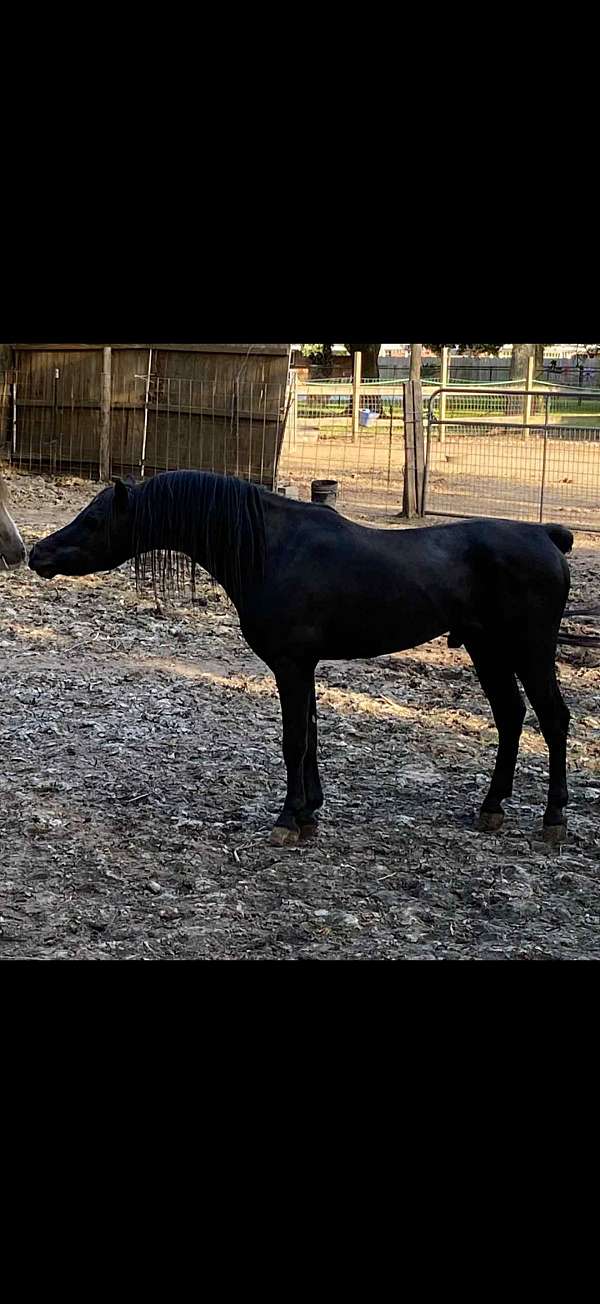 shetland-pony-stallion