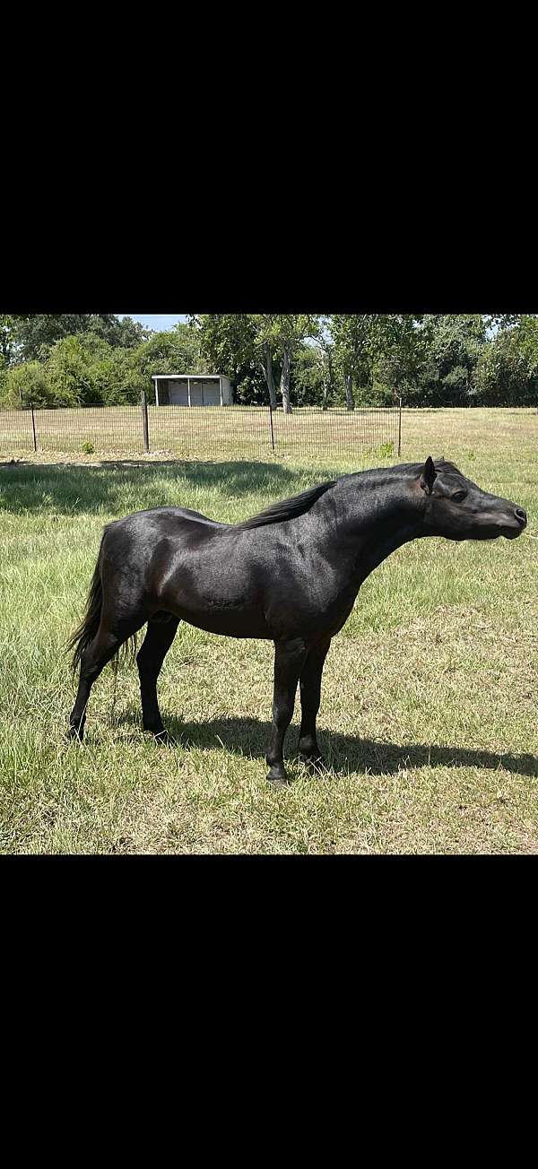 shetland-pony