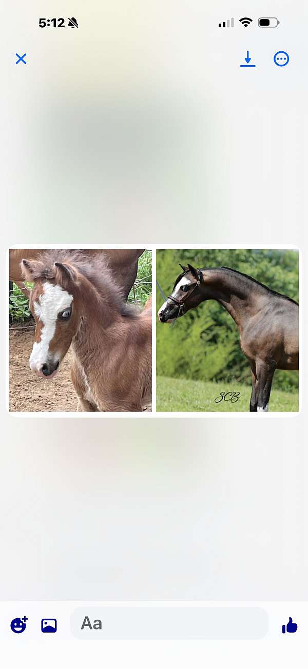 stallion
