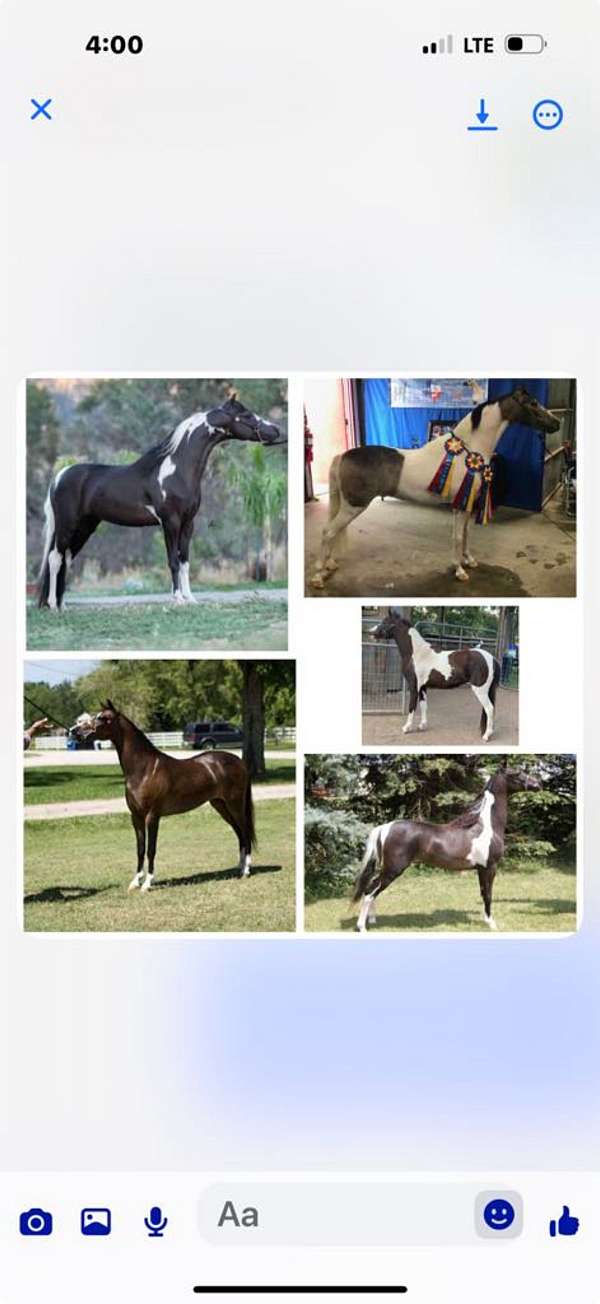 stallion-filly