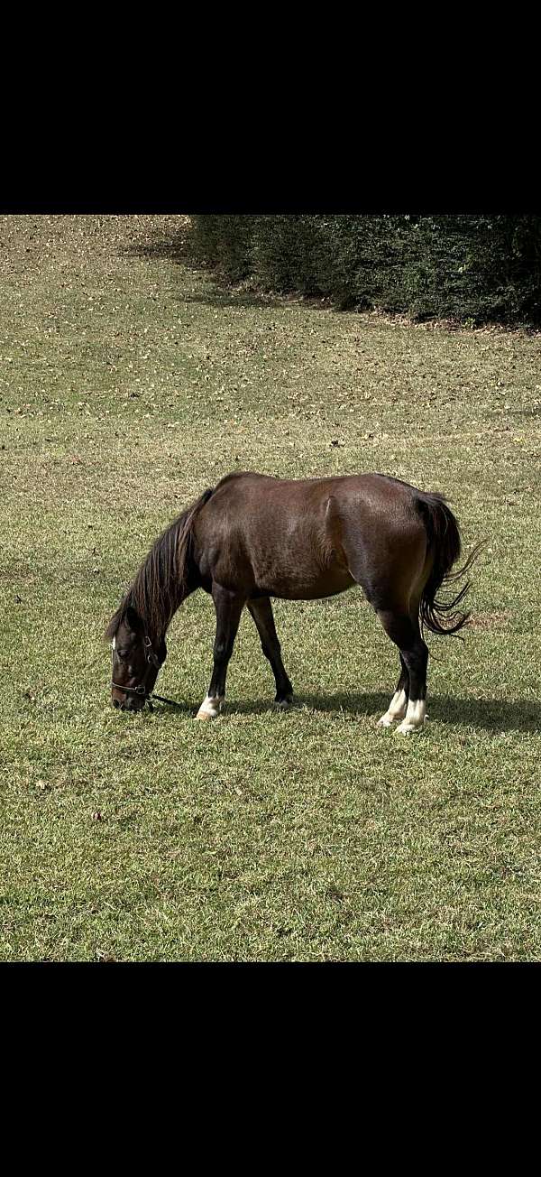 black-stallion-horse
