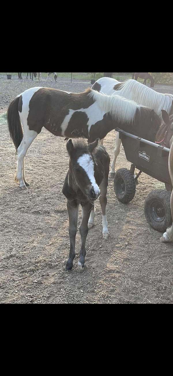 stallion-mare