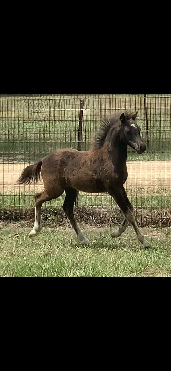 black-filly-for-sale