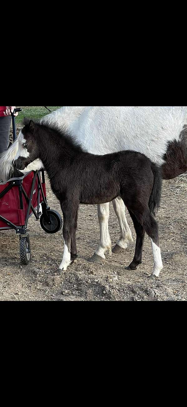 stallion-horse