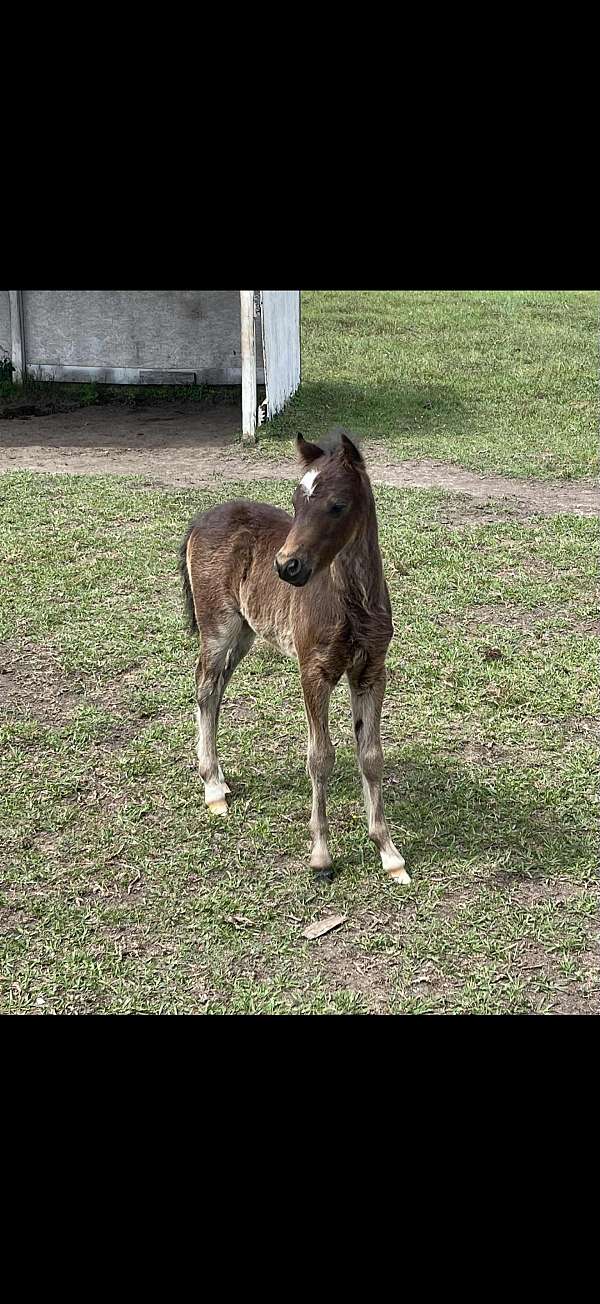 black-mare-for-sale