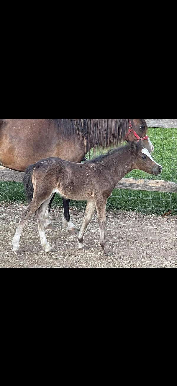black-stallion-for-sale