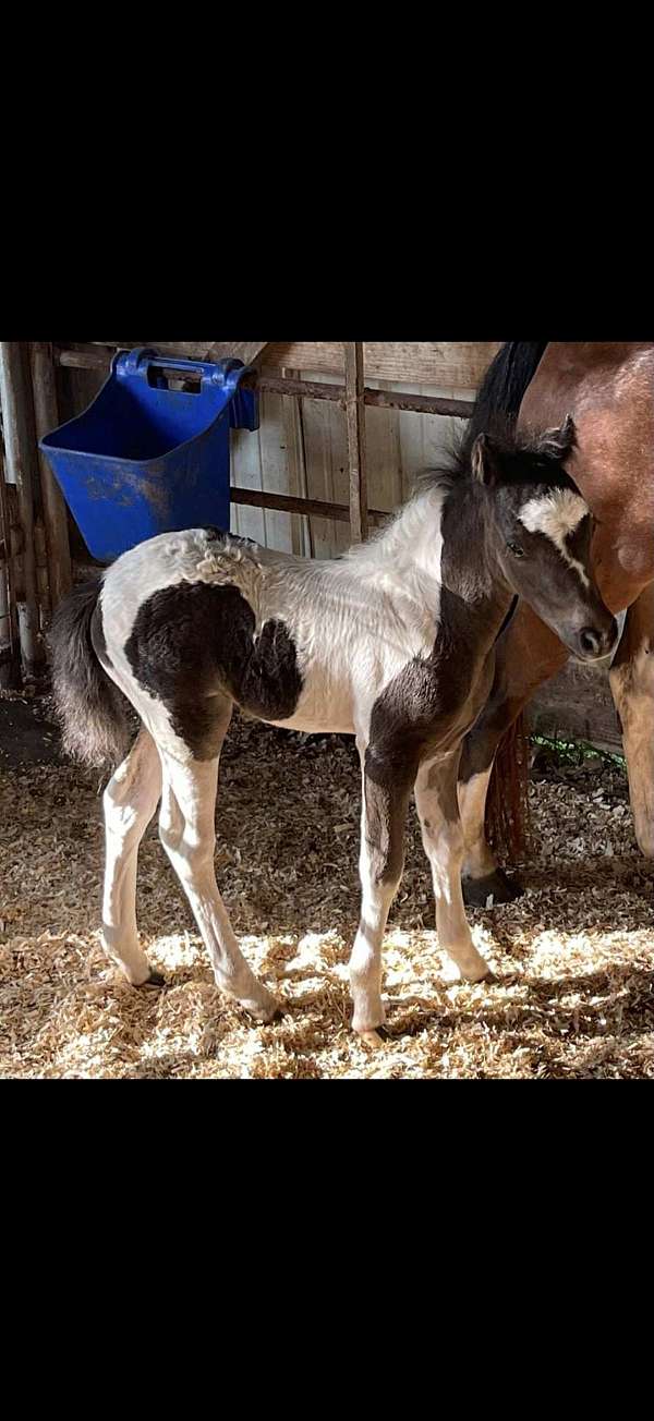 black-filly