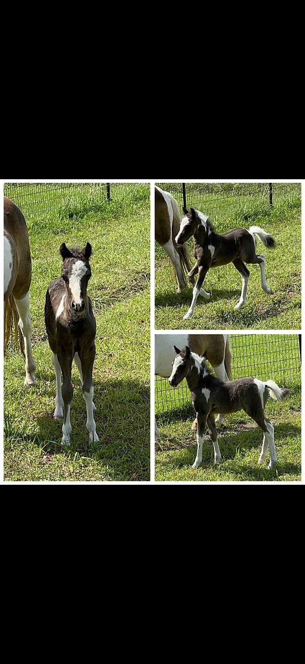 black-mare