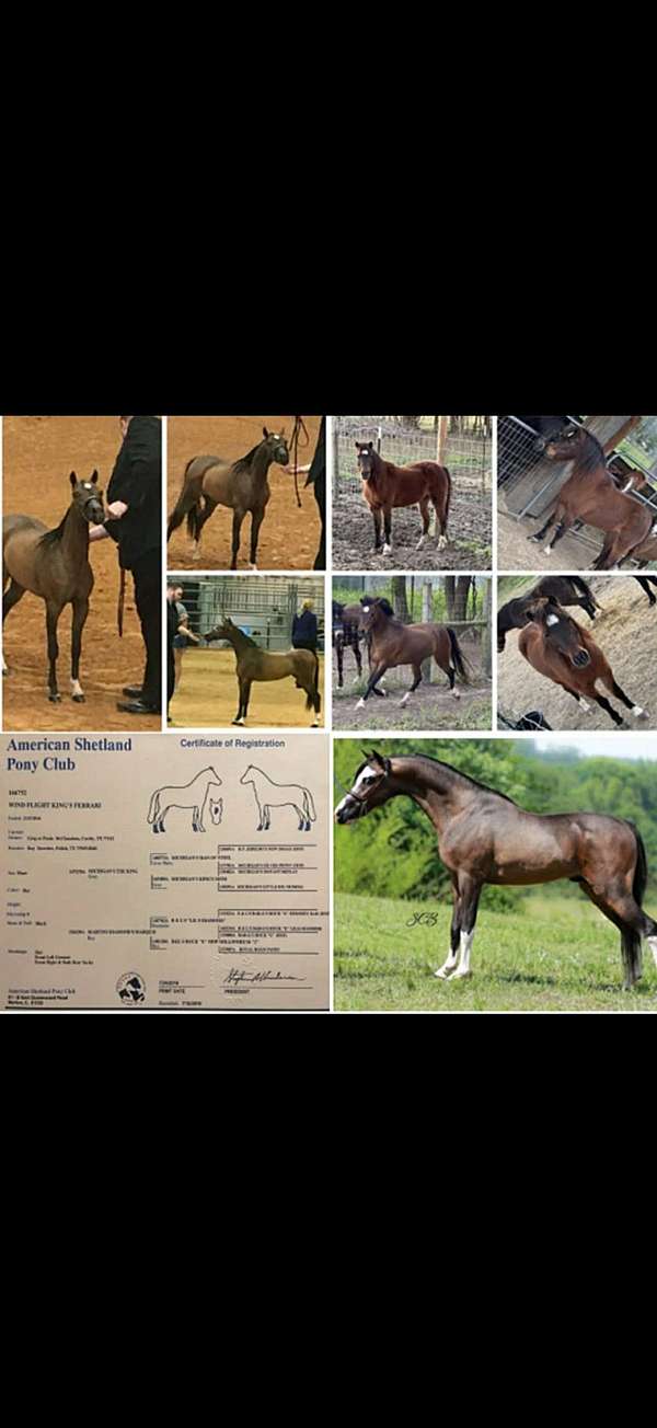 black-stallion
