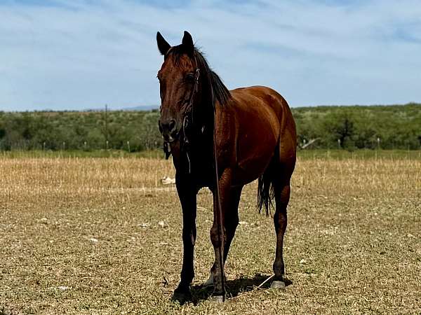 ranch-gelding