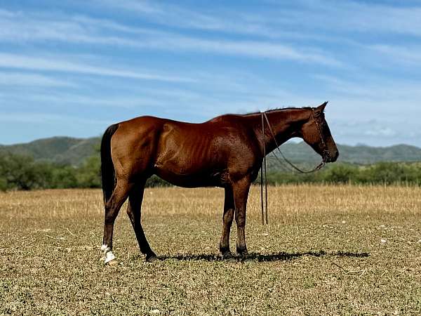 foundation-gelding