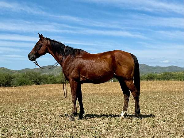 gelding