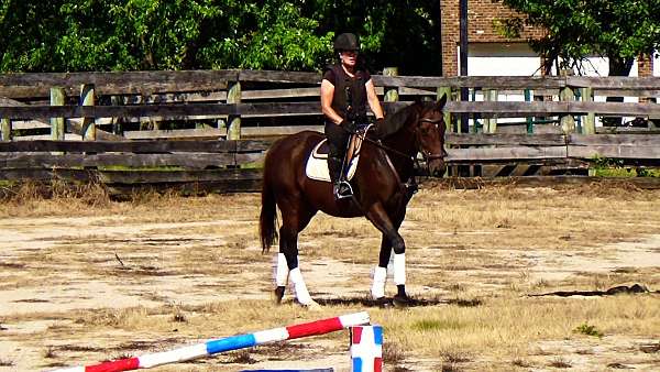 ottbs-for-sale-thoroughbred-horse