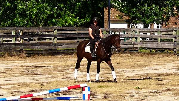 eventing-horses-for-sale-thoroughbred