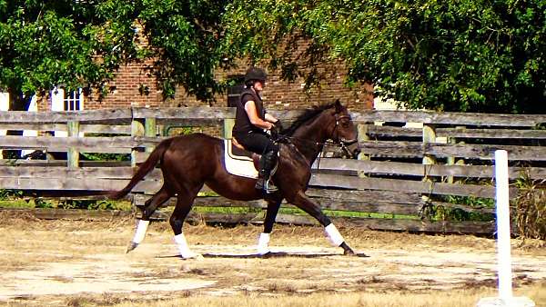 thoroughbred-sport-horses