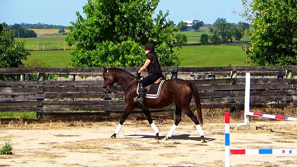 horses-for-sale-thoroughbred