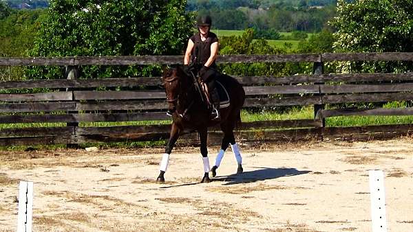 thoroughbreds-for-sale-horse