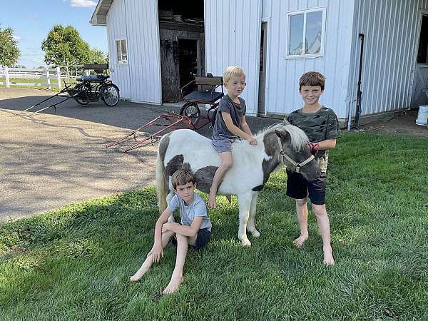 kidsafe-miniature-pony