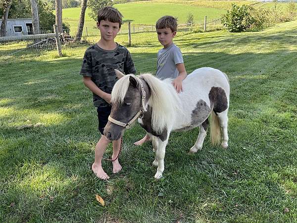 overo-halter-pony