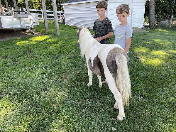 overo-husband-safe-pony