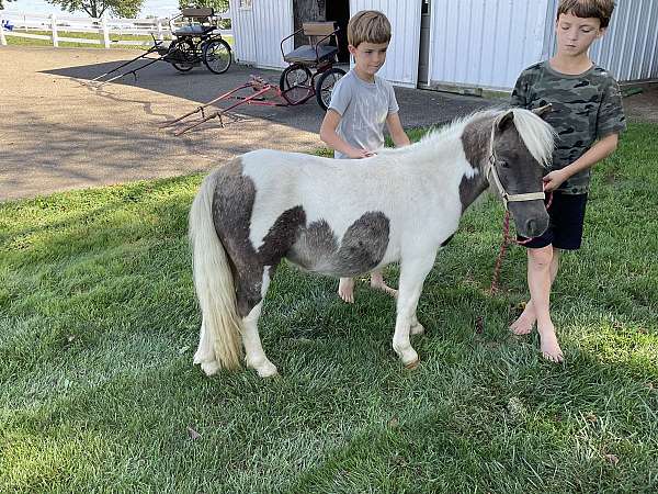 overo-kid-safe-pony
