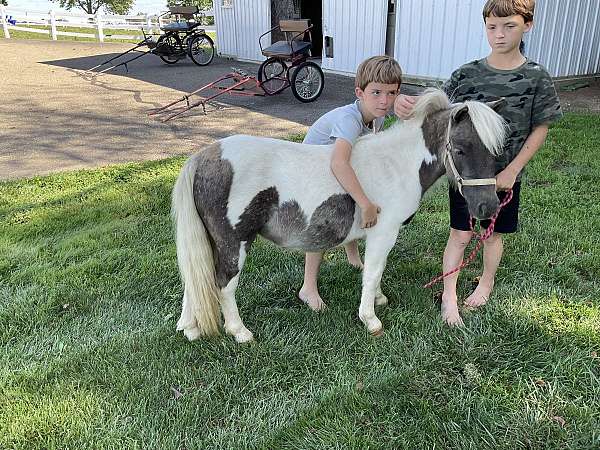 overo-lesson-pony