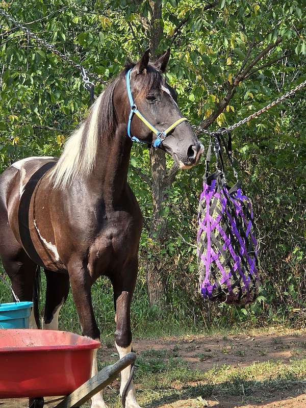 tennessee-walking-horse-for-sale