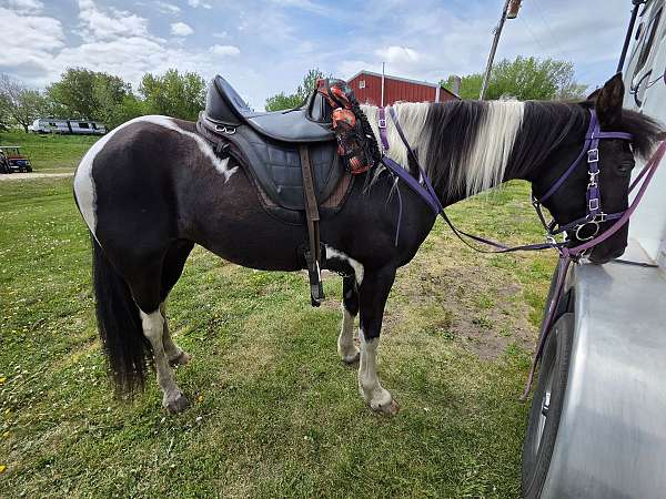 tennessee-walking-mare