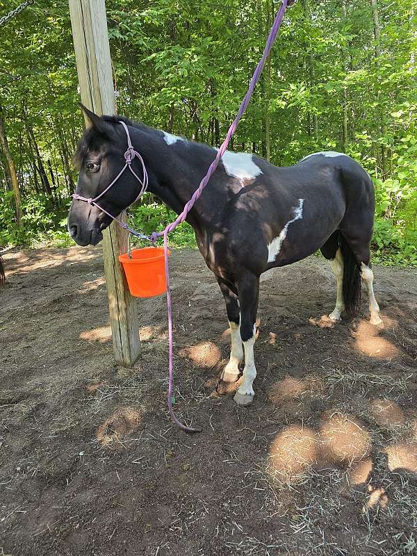 tennessee-walking-horse