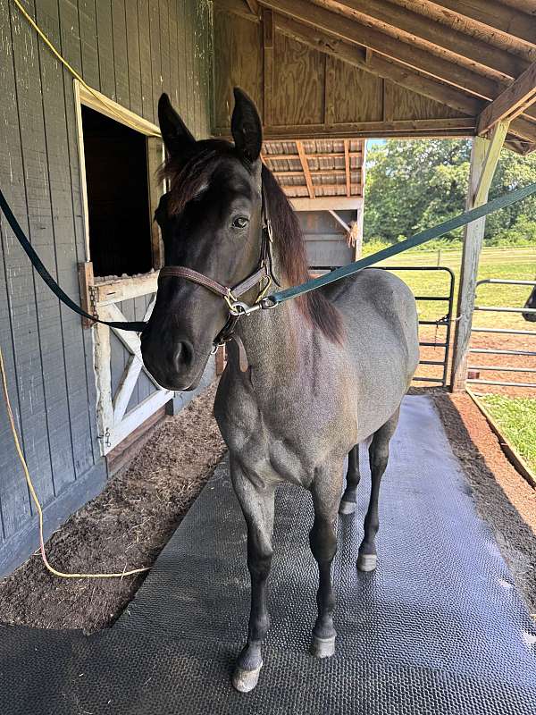 yearling-quarter-horse
