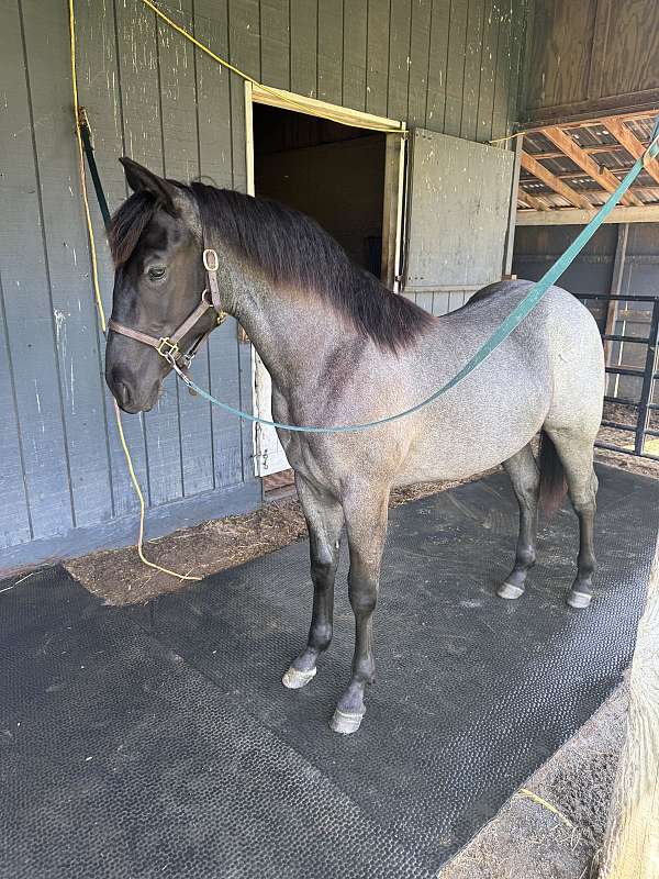 colt-quarter-horse